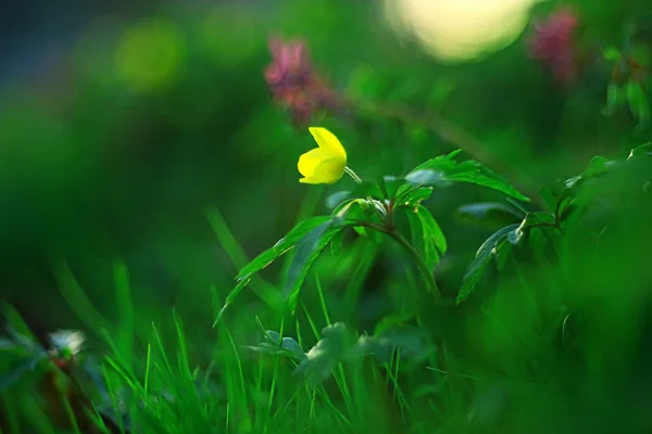 Ranunkeln Blumen Hintergrund Abstrakten Hintergrund Saisonal Frühling Sommer Natur Blume — Stockfoto