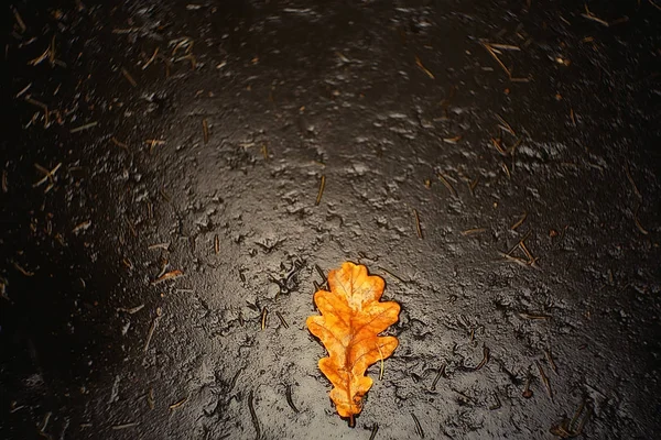 Mooie Herfst Parklandschap Bos Bomen Geel Gebladerte Herfst Landschap Leaf — Stockfoto