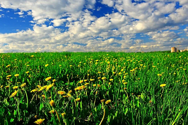 Dandelions Field City Abstract Summer Landscape Field Yellow Flowers Suburbs — Stock Photo, Image