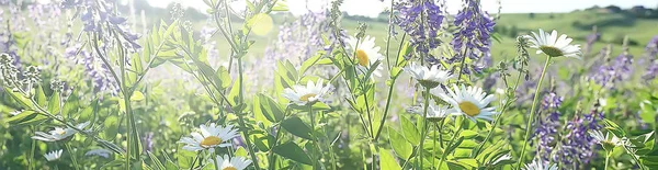 Wildblumen Feld Natur Landschaft Abstrakt Hintergrund Ansicht Sommer Blumen Details — Stockfoto