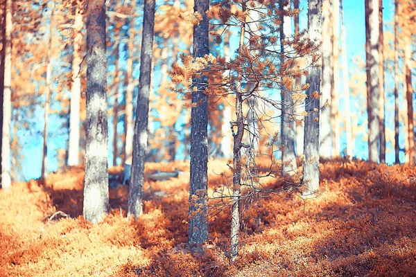 Krajina Podzimním Parku Koncept Příroda Sezonní Krajina Podzim Les Stromy — Stock fotografie