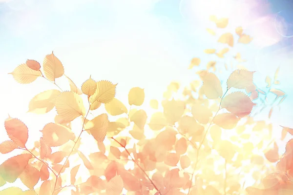 Background Yellow Leaves Abstract Seasonal View Falling Leaves October Background — Stock Photo, Image