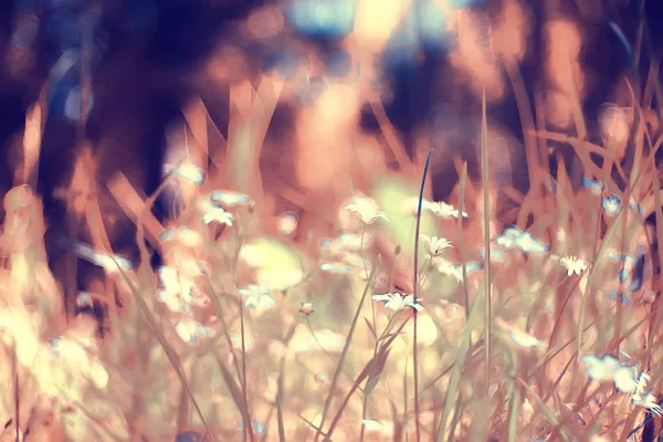 Wild Wilde Bloemen Veld Natuur Landschap Abstracte Achtergrond Weergave Zomer — Stockfoto