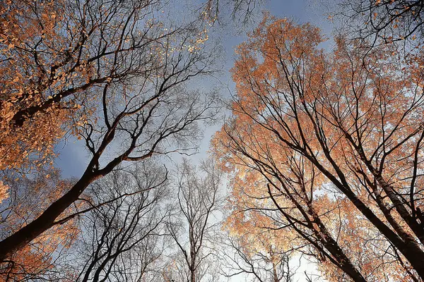 Höstlandskap Parken Säsongens Gula Landskapet Solig Park Med Fallna Löv — Stockfoto