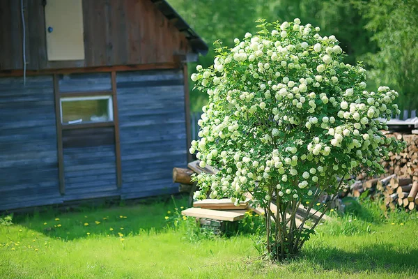 Viburnum Bulbanesh Inflorescences Bushes Garden Garden Bushes Viburnum White Flowers — Stock Photo, Image