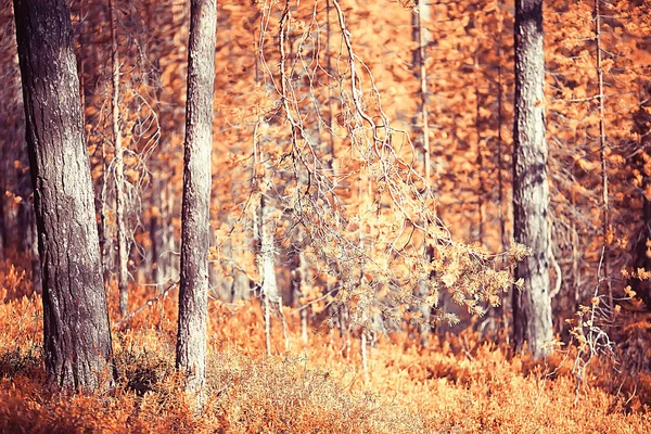 Krajina Podzimním Parku Koncept Příroda Sezonní Krajina Podzim Les Stromy — Stock fotografie