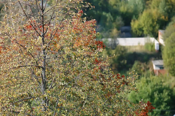 Piękny Park Jesienny Krajobraz Las Drzewa Żółte Liście Krajobraz Jesienny — Zdjęcie stockowe
