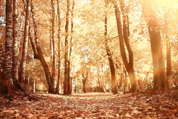 Φθινόπωρο Πάρκο Ήλιο Τοπίο Εποχιακά Φθινοπωρινό Τοπίο Ένα Κίτρινο Πάρκο — Φωτογραφία Αρχείου