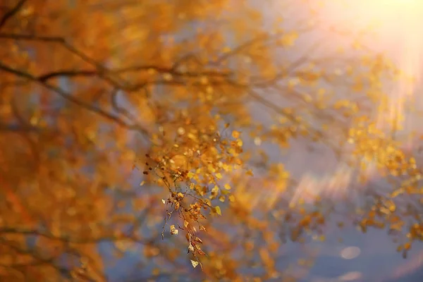 Herfst Park Zon Landschap Seizoensgebonden Herfst Landschap Een Geel Park — Stockfoto