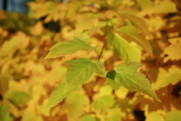 Rami Foglie Giallo Sfondo Astratto Stagionale Sfondo Caduta Foglie Bella — Foto Stock