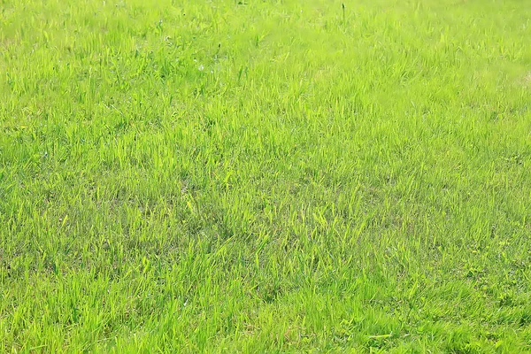 Green Grass Background Abstract Background Nature Fresh Green Vegetation Field — Stock Photo, Image