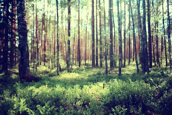 景观在夏季森林 绿树夏季景观 在森林徒步旅行 阳光明媚的一天 — 图库照片