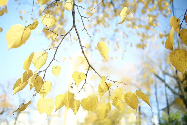 Żółte Liście Bokeh Sezonowe Tło Piękne Jesienne Liście Żółte Gałęzie — Zdjęcie stockowe