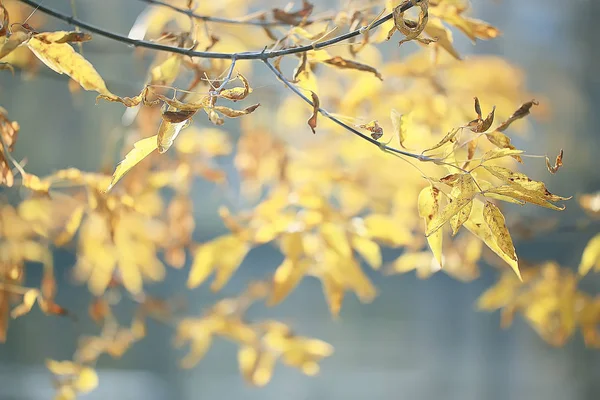 Ветви Листья Желтый Фон Абстрактный Сезонный Фон Падения Листья Красивые — стоковое фото