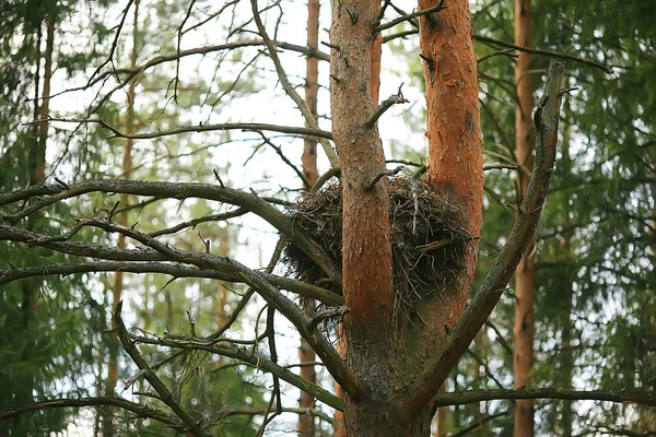 Jarní Lesní Krajina Sezónní Zelené Zázemí Lesa Svěží Jarní Slunná — Stock fotografie