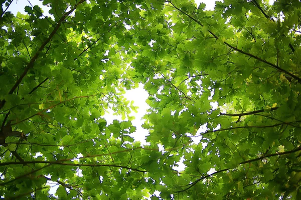 Ramos Verdes Folhas Fundo Abstrato Vista Sazonal Verão Floresta Folhagem — Fotografia de Stock