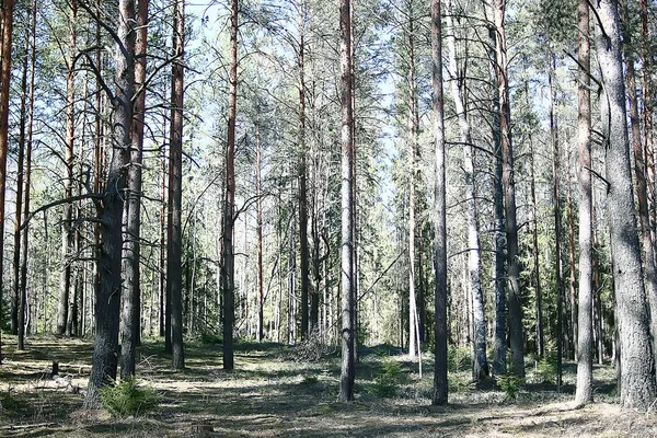 Spring Forest Landscape Säsong Grön Bakgrund Träd Skogen Färska Våren — Stockfoto