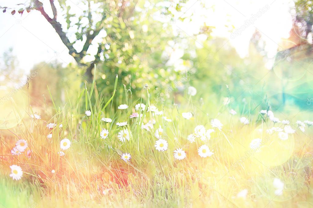 wild wildflowers field / nature landscape, abstract background view summer flowers details flower