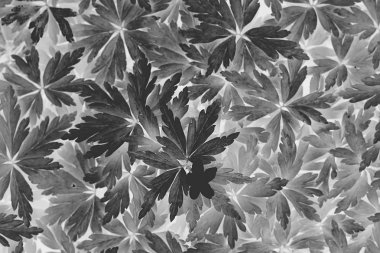 siyah beyaz doku yaprakları / soyut doğa arka plan olağandışı