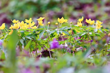 yabani çiçekler üst görünüm arka plan / soyut mevsimsel arka plan, yaz küçük çiçekler, doğa bahar, çiçek soyutlama