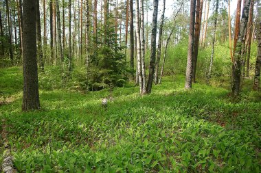 bahar orman manzara mevsimlik / ormanda yeşil arka plan ağaçları, doğada taze bahar güneşli manzara, eko kavramı