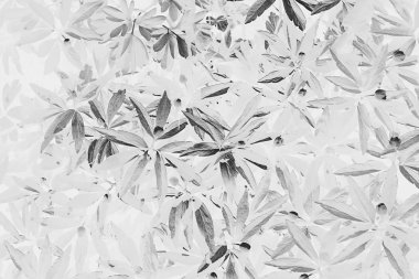 siyah beyaz doku yaprakları / soyut doğa arka plan olağandışı