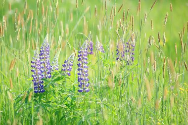tarlada lupins / yaz çiçekleri mor kır çiçekleri, doğa, yaz aylarında alanında peyzaj