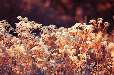 manzara kır çiçekleri / köyde büyük alan ve gökyüzü manzara, mor çiçekler yaban hayatı