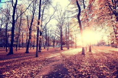 sarı bir parkta sonbahar parkı güneş manzara / mevsimlik sonbahar manzara, Ekim ayında gün batımında güneş ışınları