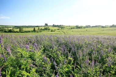 kır çiçekleri alan / doğa manzara, soyut arka plan görünümü yaz çiçekleri ayrıntıları çiçek