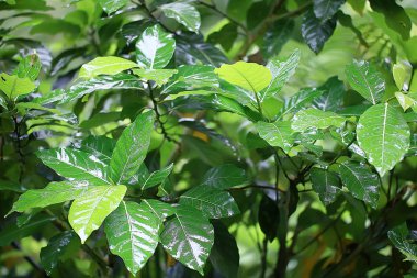 tropikal yeşil yaprakları arka plan / soyut doğa orman yağmur ormanı arka plan