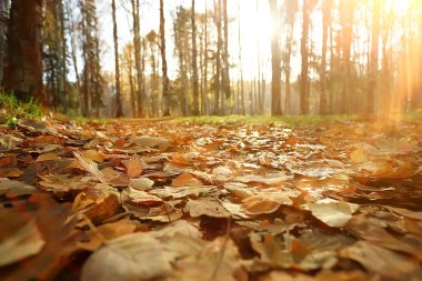 parkta sonbahar manzara / mevsimlik sarı manzara düşmüş yaprakları ile güneşli park