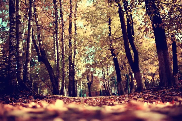 Podzimní Park Sluneční Krajina Sezónní Podzimní Krajina Žlutém Parku Sluneční — Stock fotografie