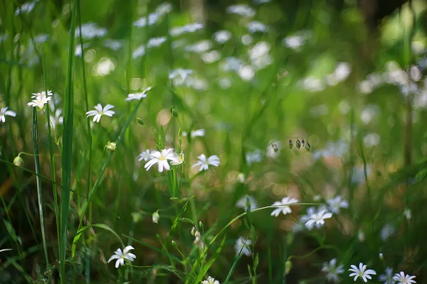 Wildblumen Feld Natur Landschaft Abstrakt Hintergrund Ansicht Sommer Blumen Details — Stockfoto