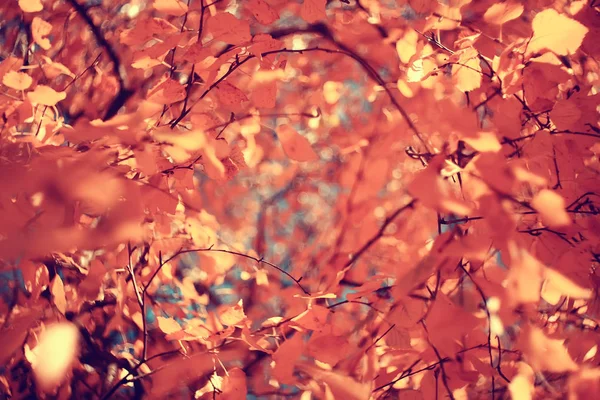 Gelbe Blätter Bokeh Saisonalen Hintergrund Schöne Herbstblätter Gelbe Äste Abstrakten — Stockfoto