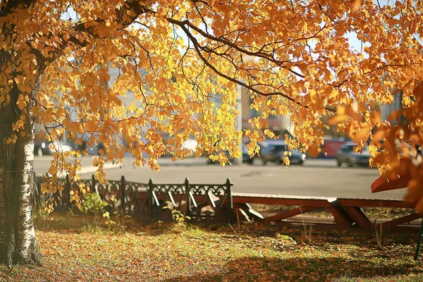 Yellow Leaves Bokeh Seasonal Background Beautiful Autumn Leaves Yellow Branches — Stock Photo, Image