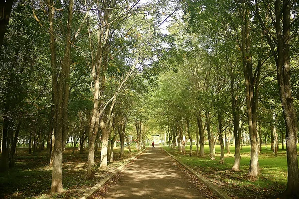 Літній Парк Пейзаж Сезонний Вид Зелені Дерева Влітку Концепція Природної — стокове фото