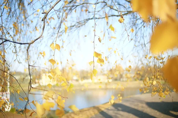 枝叶黄色背景 抽象季节性背景落叶美丽的照片 — 图库照片