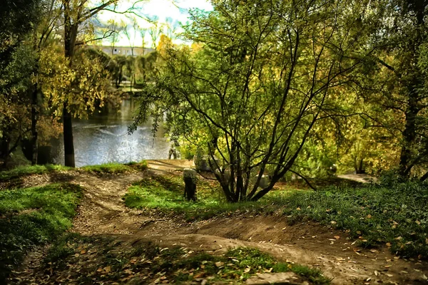 Landskap Sommarskog Gröna Träd Sommarvy Vandring Skogen Solig Dag — Stockfoto