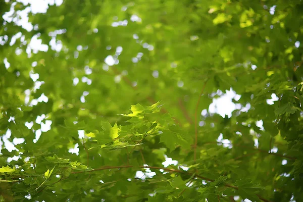 緑の枝は背景を残す 抽象的なビュー季節の夏の森 エココンセプト — ストック写真