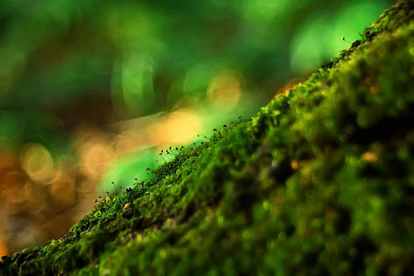 Macro Paisagem Musgo Verde Abstrato Vista Natural Floresta Verão Macro — Fotografia de Stock