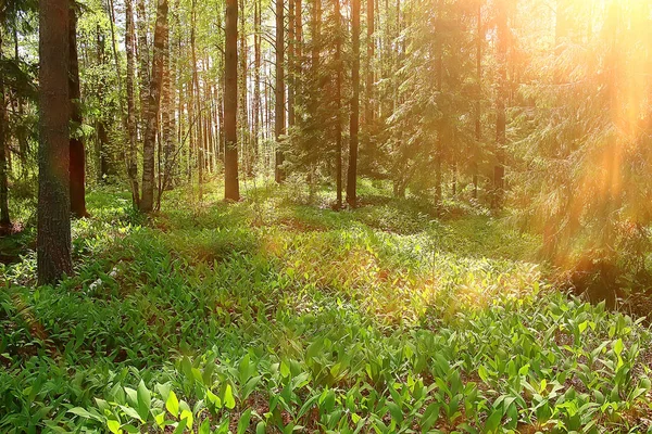 Пейзаж Летнем Лесу Зеленые Деревья Летний Вид Пешие Прогулки Лесу — стоковое фото
