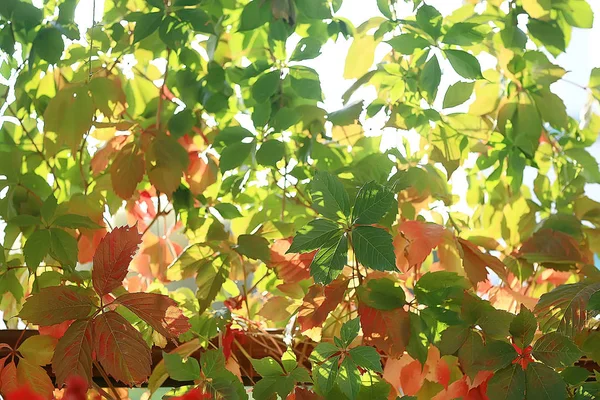 Ramas Verdes Hojas Fondo Resumen Vista Bosque Verano Estacional Follaje — Foto de Stock