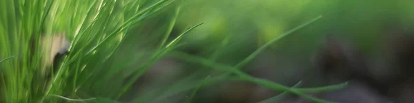 Green Grass Leaves Top View Wild Field Summer Jungle Forest — Stock Photo, Image