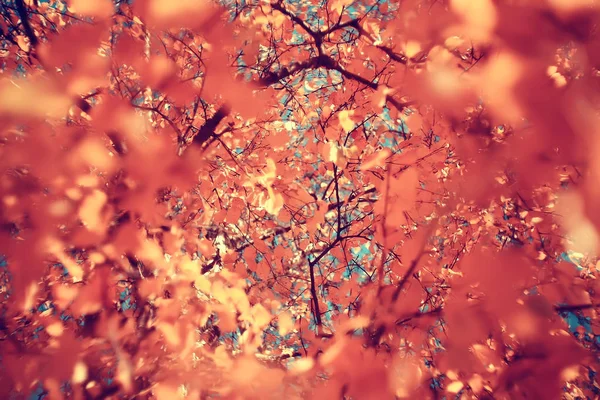 Gelbe Blätter Bokeh Saisonalen Hintergrund Schöne Herbstblätter Gelbe Äste Abstrakten — Stockfoto