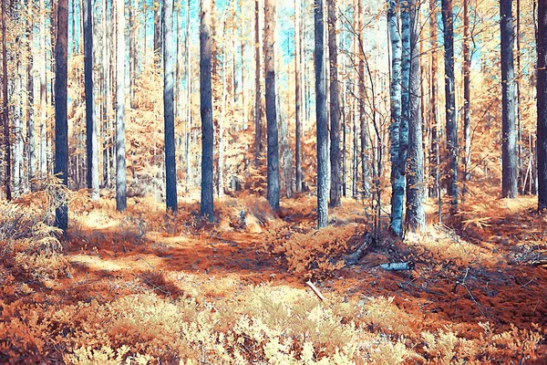 秋の森北 秋の森の風景 秋の季節の自然景観 — ストック写真