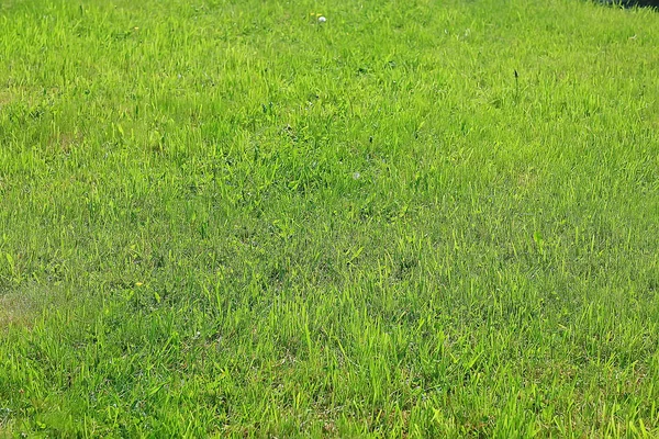 緑の草の背景 抽象的な背景 新鮮な緑の植生 フィールド — ストック写真
