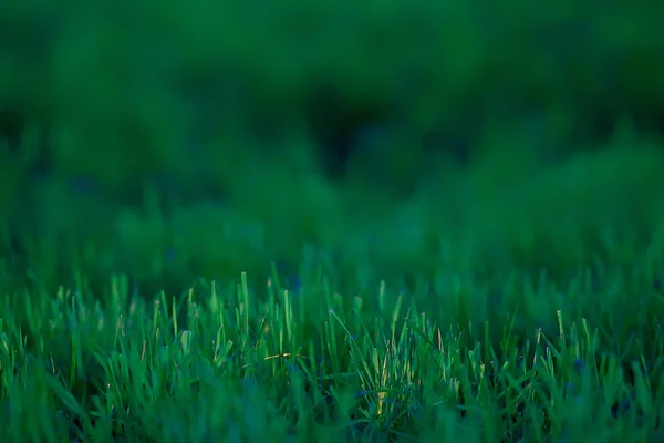 Πράσινο Γρασίδι Φόντο Αφηρημένο Φόντο Φύση Φρέσκια Πράσινη Βλάστηση Χωράφι — Φωτογραφία Αρχείου