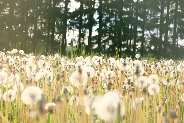 白いタンポポ畑 ふわふわハエ タンポポの種 野生の花畑 風景の季節の自然 — ストック写真