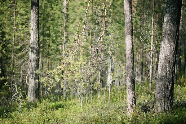 Krajina Letním Lese Zelených Stromech Letní Výhled Pěší Turistika Lese — Stock fotografie